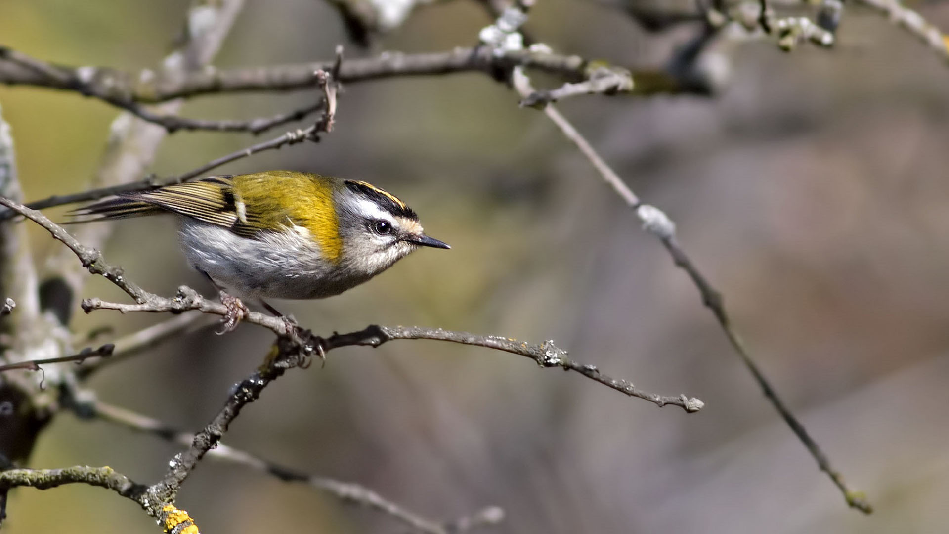 Sürmeli çalıkuşu