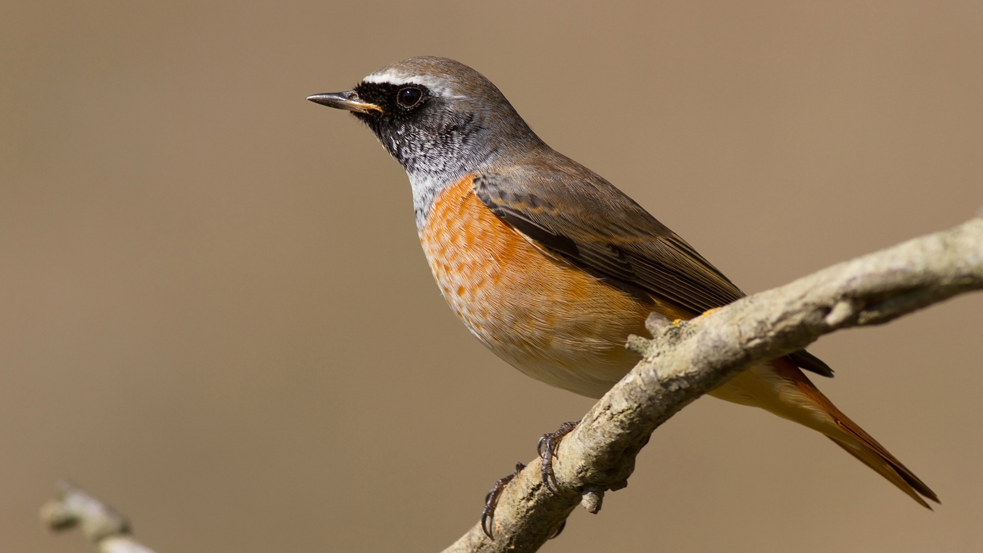 Kızılkuyruk » Common Redstart » Phoenicurus phoenicurus