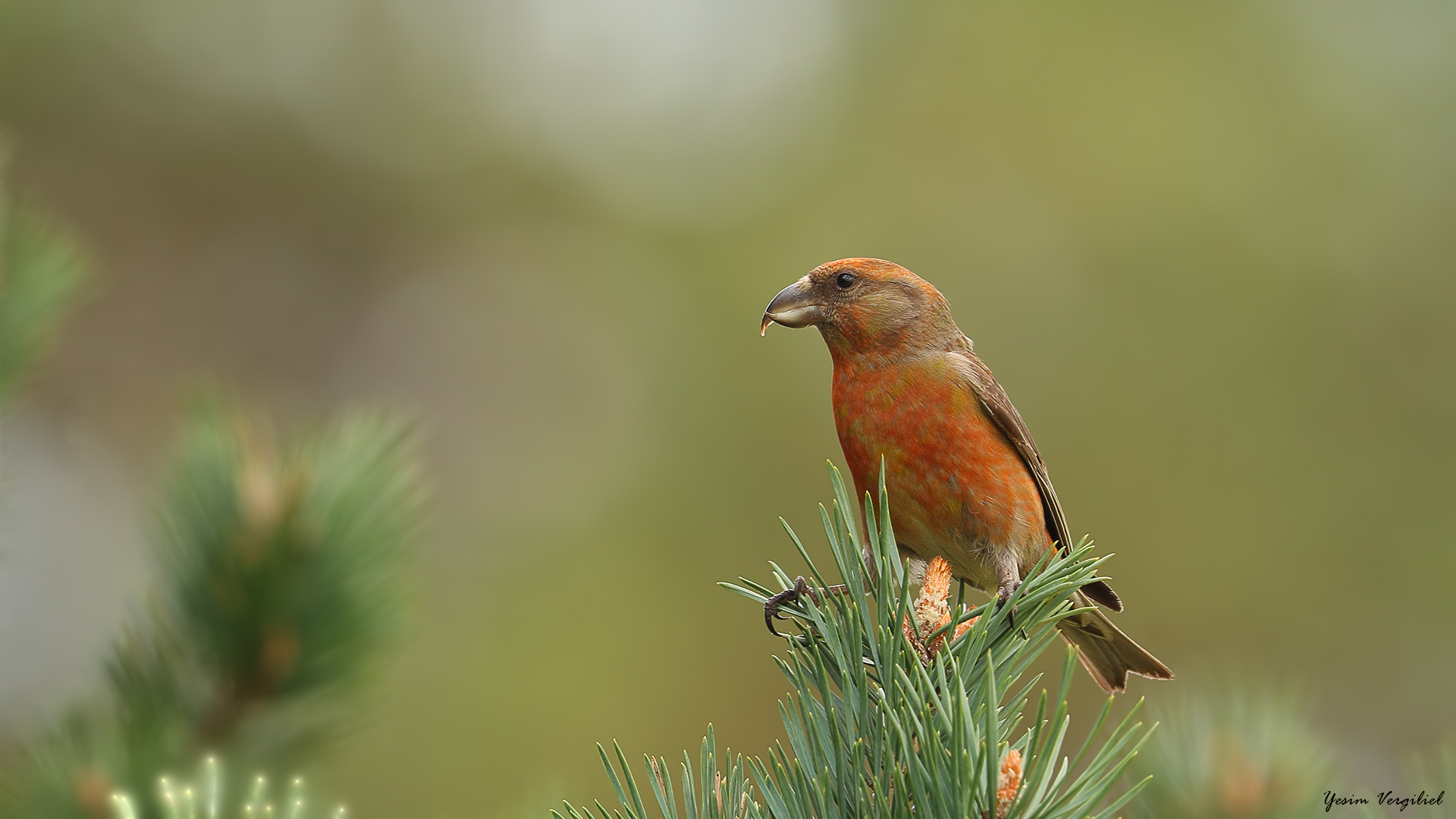 Çaprazgaga » Red Crossbill » Loxia curvirostra