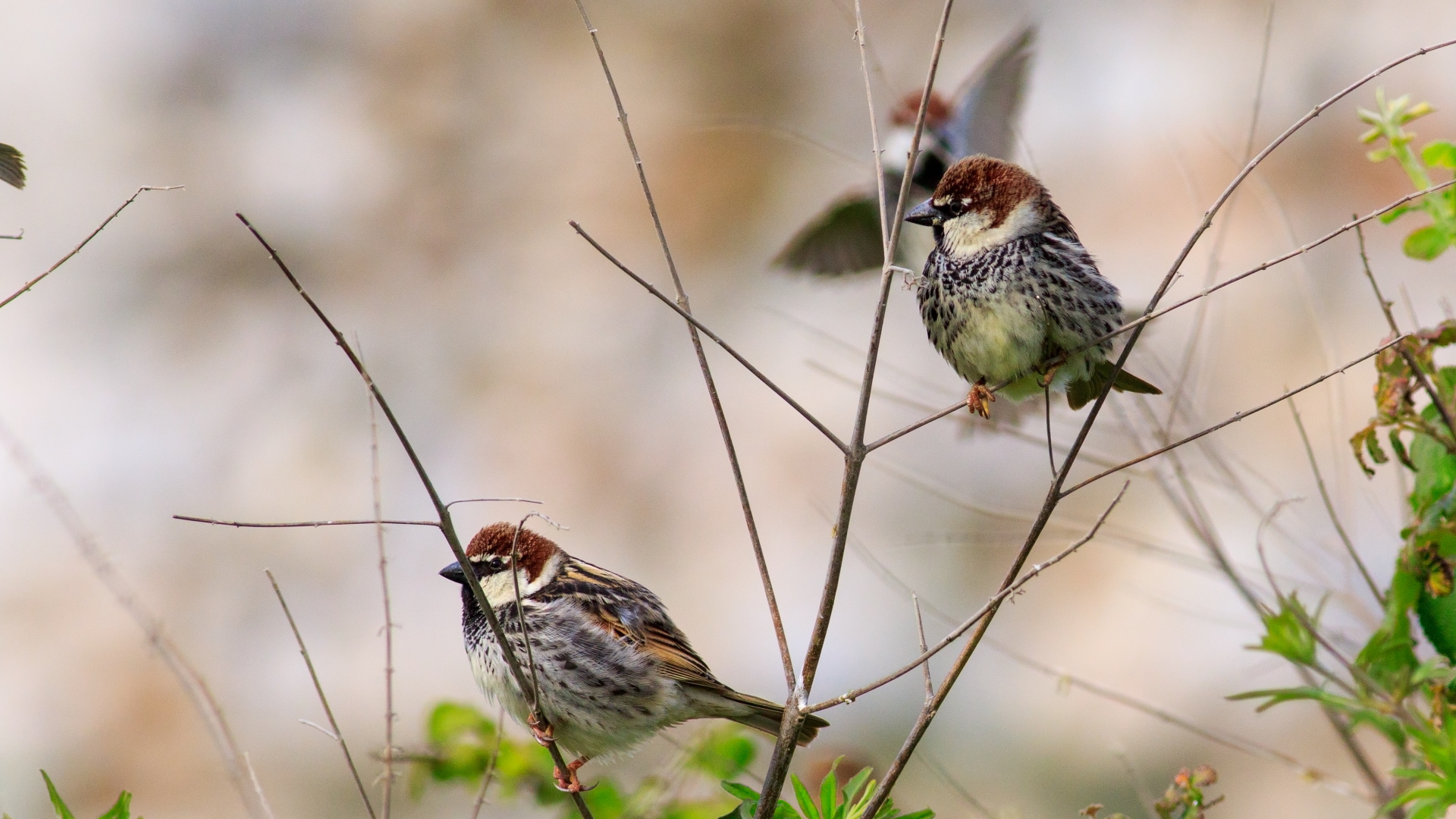 Söğüt serçesi » Spanish Sparrow » Passer hispaniolensis
