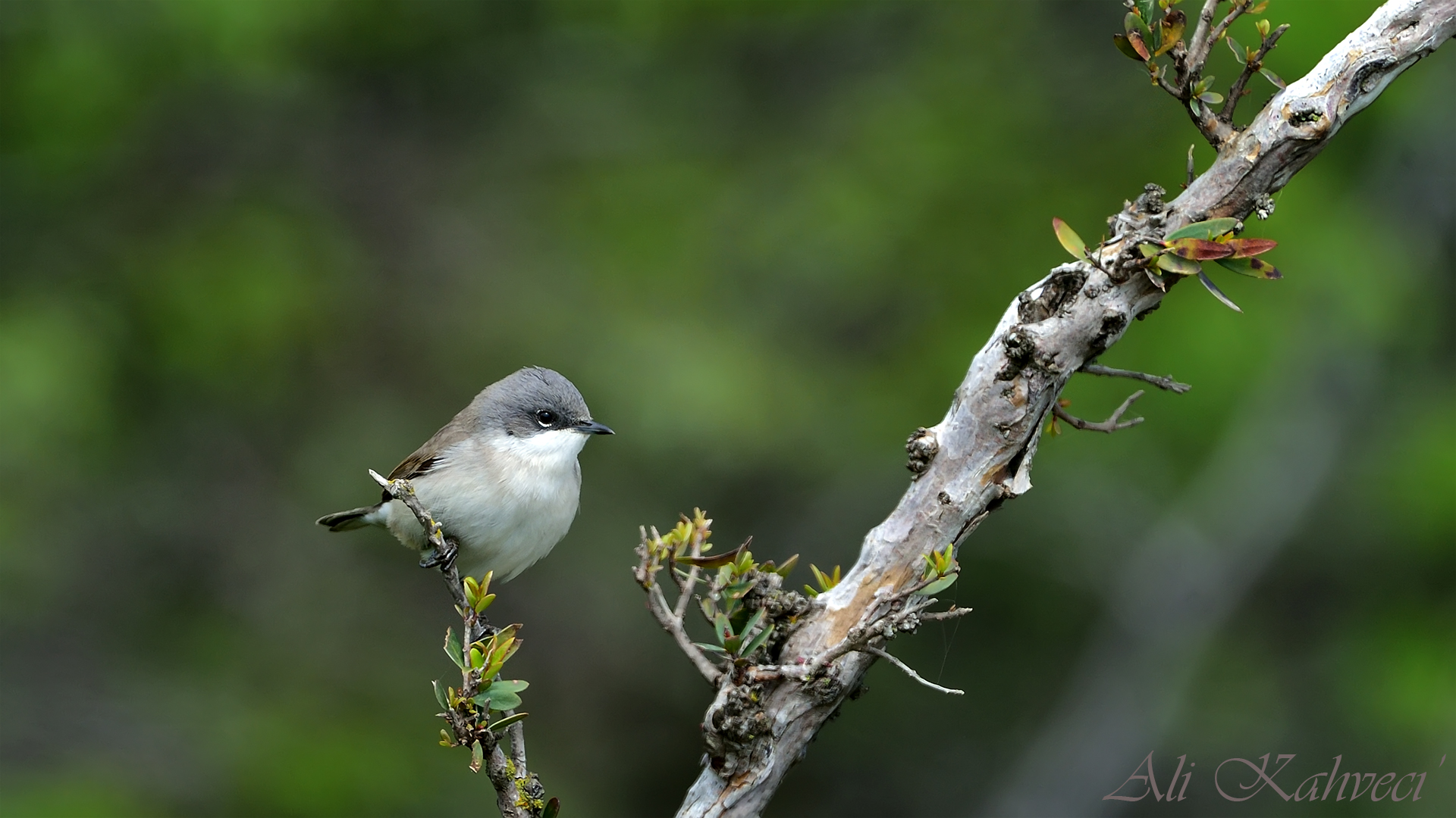 Küçük akgerdanlı ötleğen