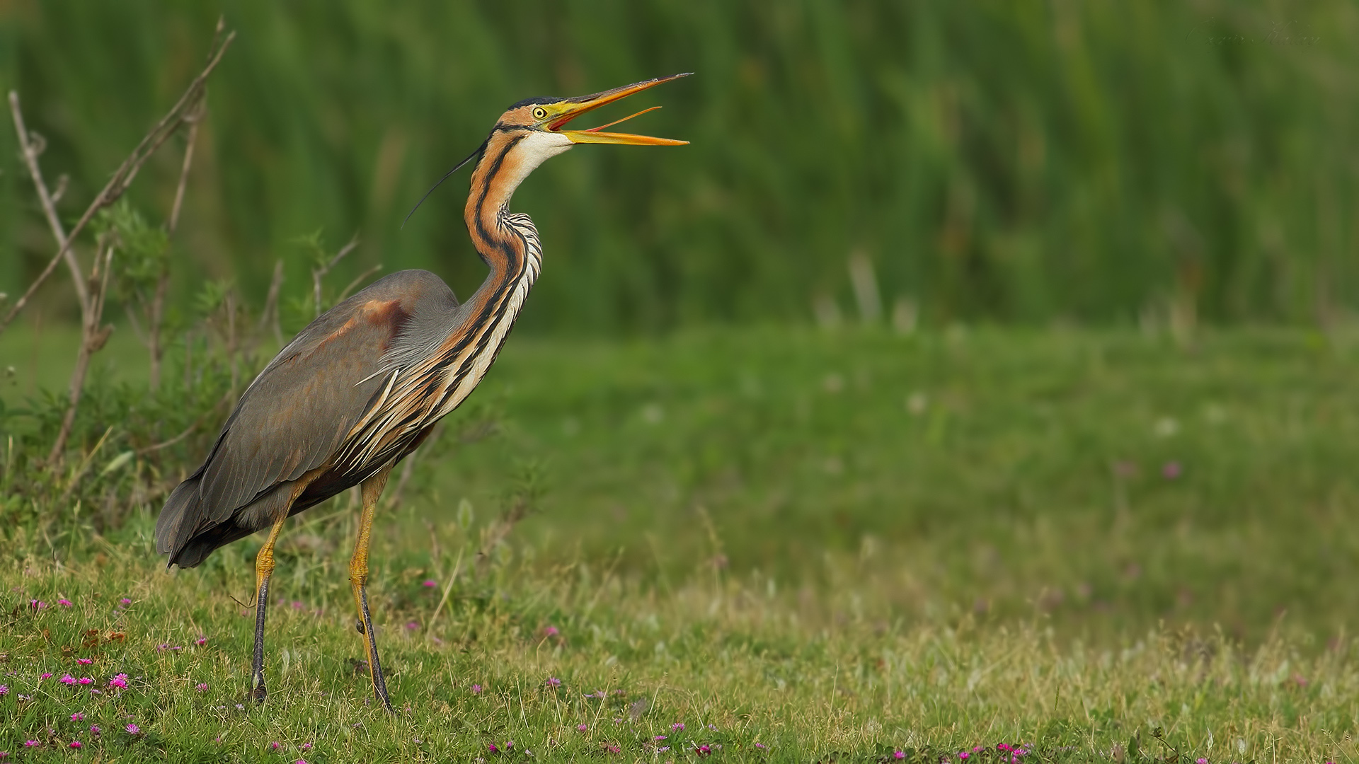 Erguvani balıkçıl