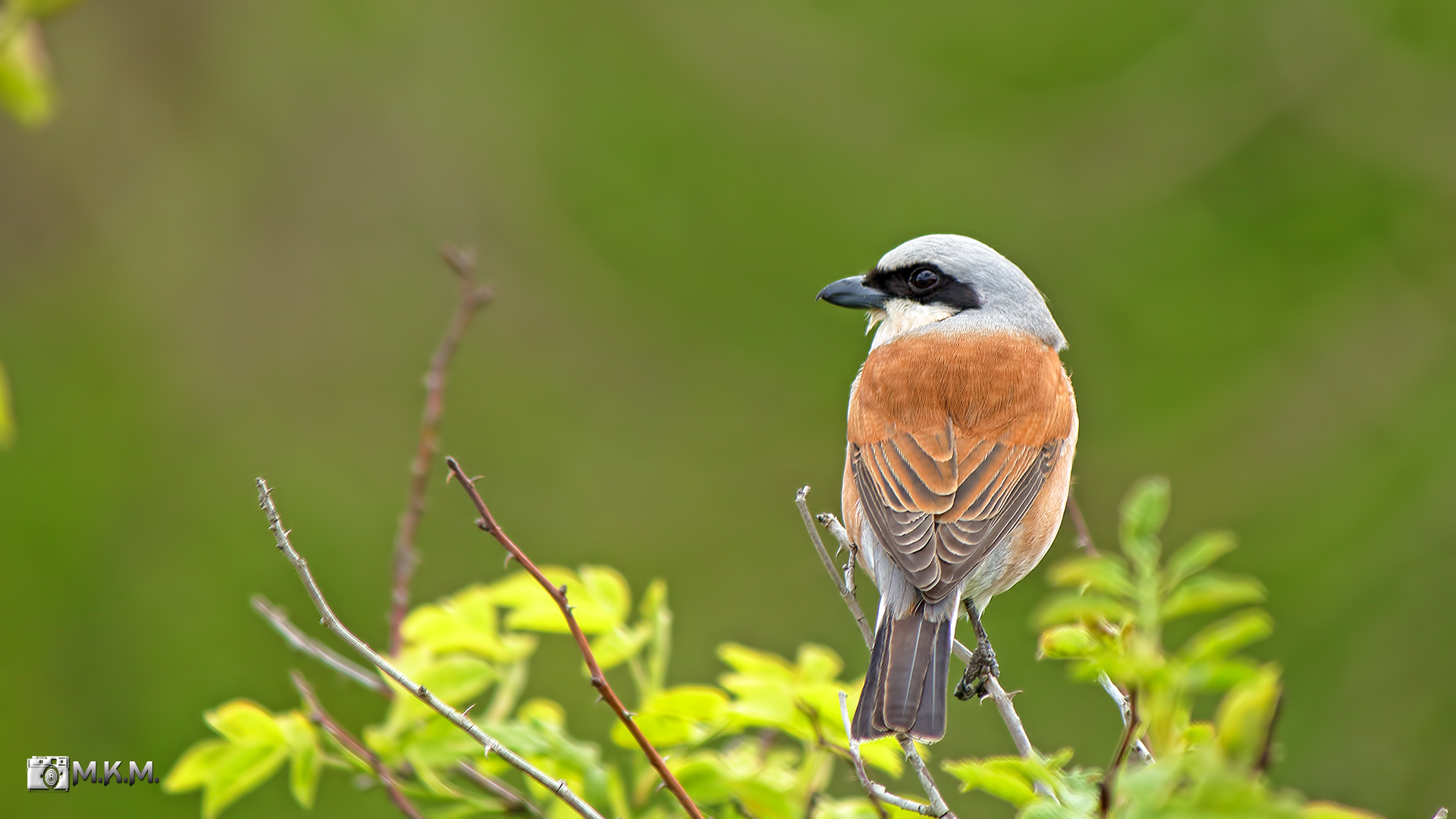 Kızılsırtlı örümcekkuşu