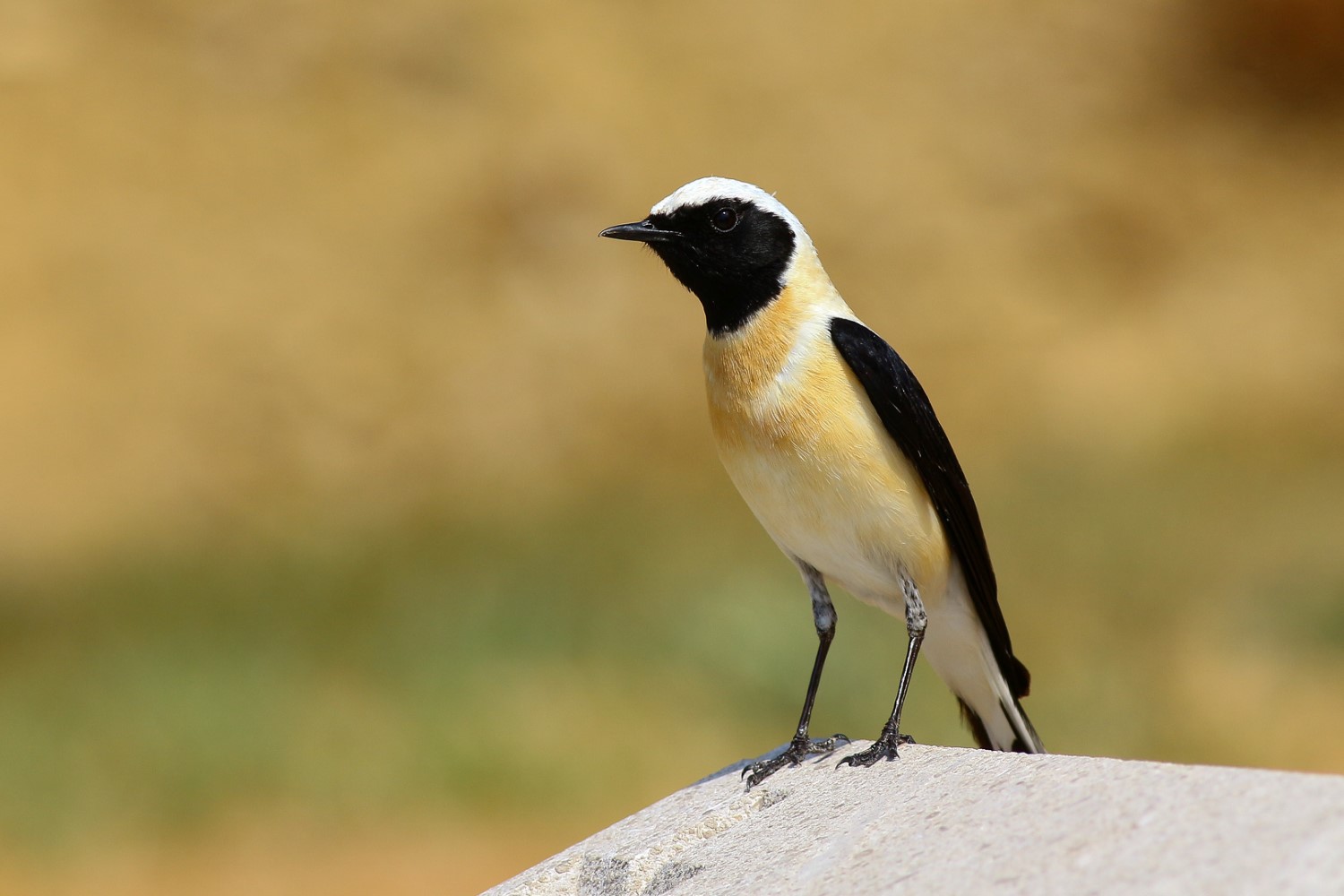 Karakulaklı kuyrukkakan