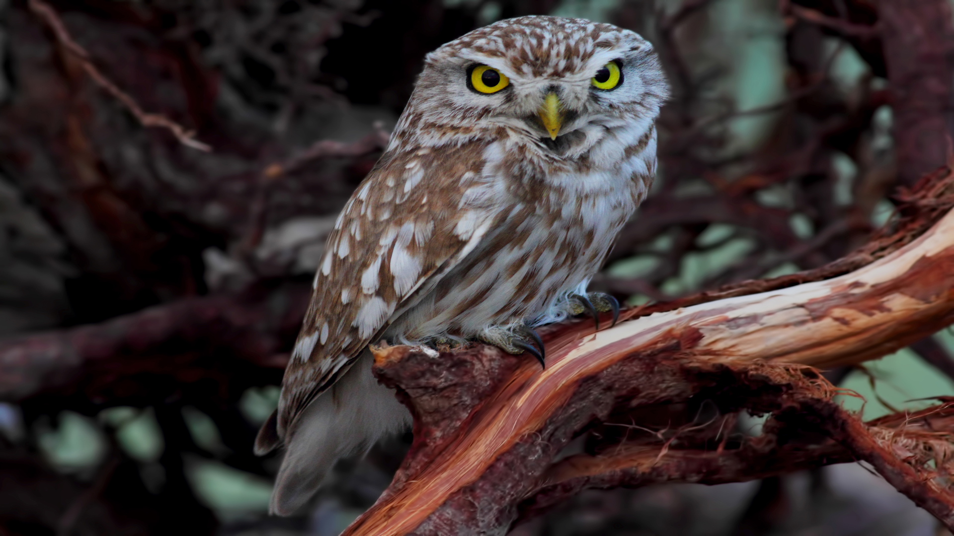 Kukumav » Little Owl » Athene noctua
