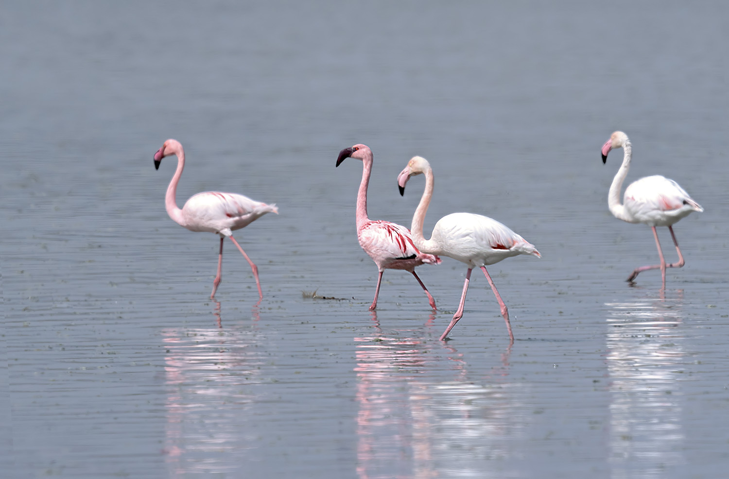 Küçük flamingo