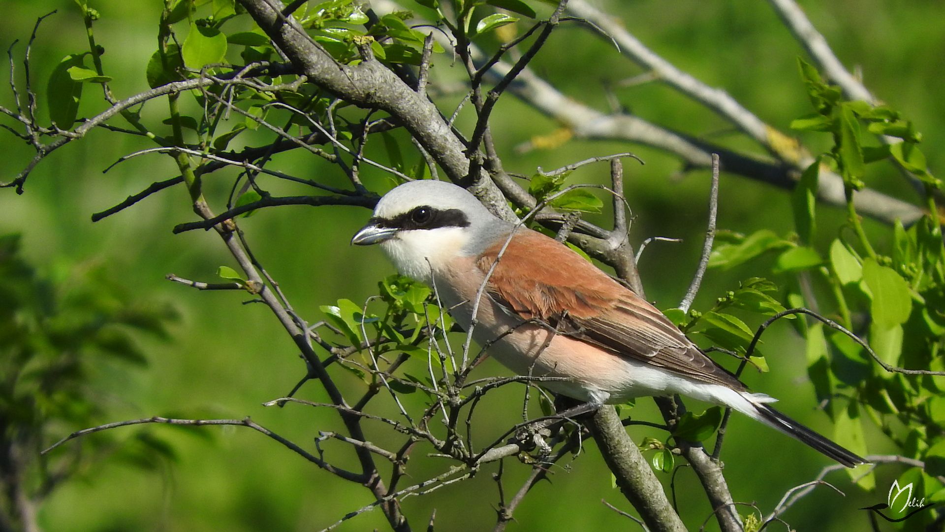 Kızılsırtlı örümcekkuşu » Red-backed Shrike » Lanius collurio