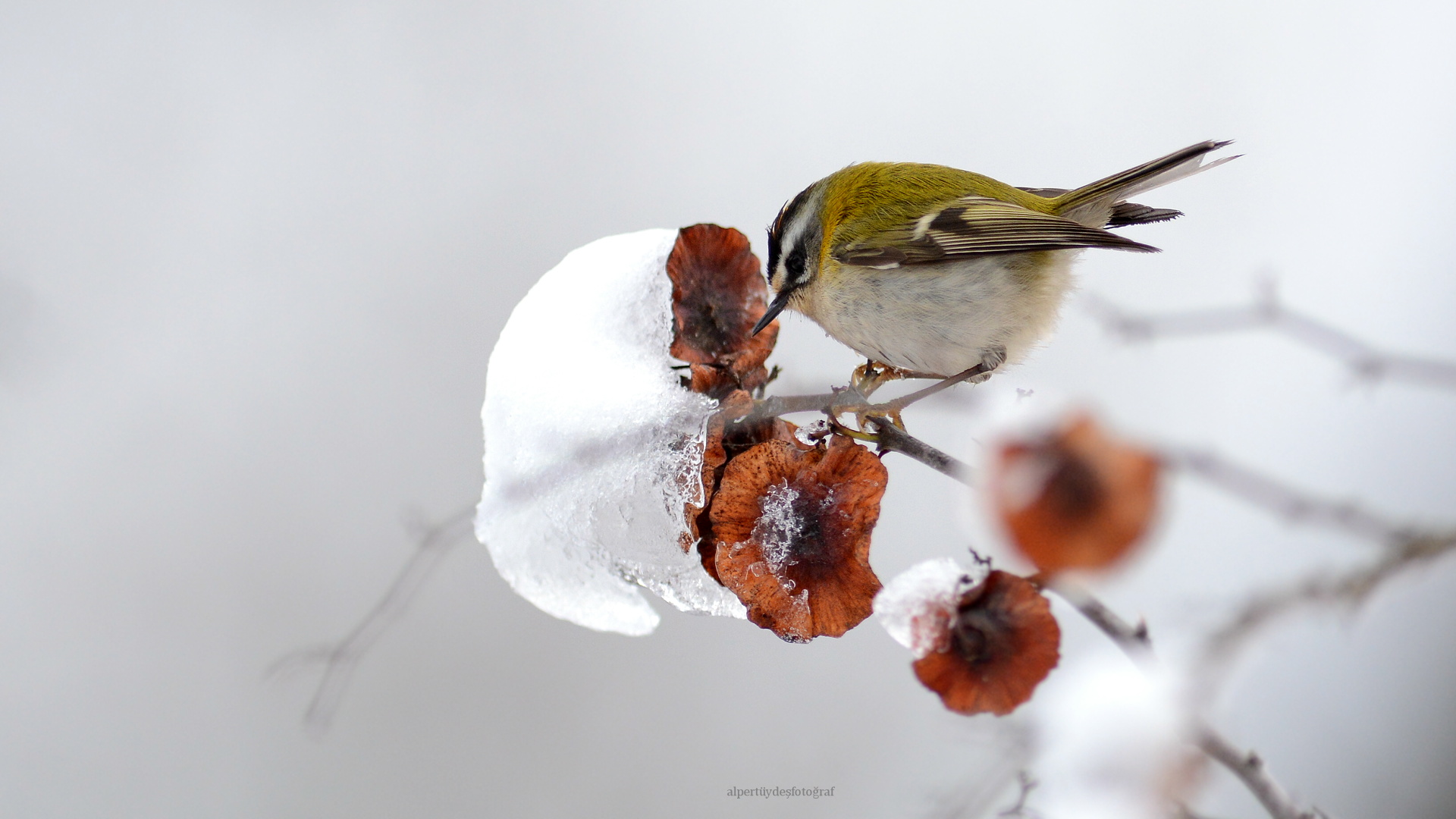 Sürmeli çalıkuşu