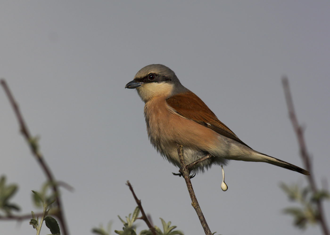 Kızılsırtlı örümcekkuşu