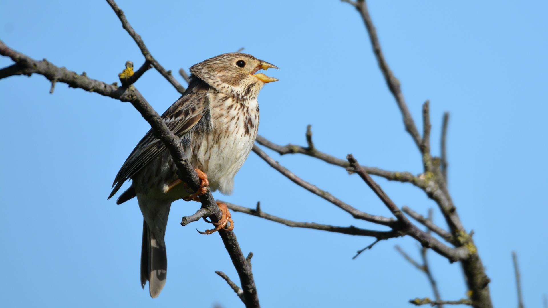 Tarla kirazkuşu » Corn Bunting » Emberiza calandra
