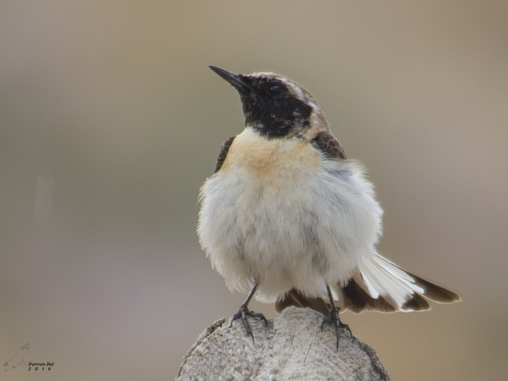 Karakulaklı kuyrukkakan