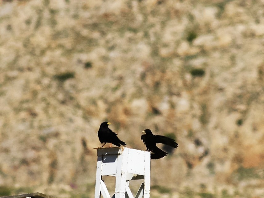 Sarıgagalı dağ kargası