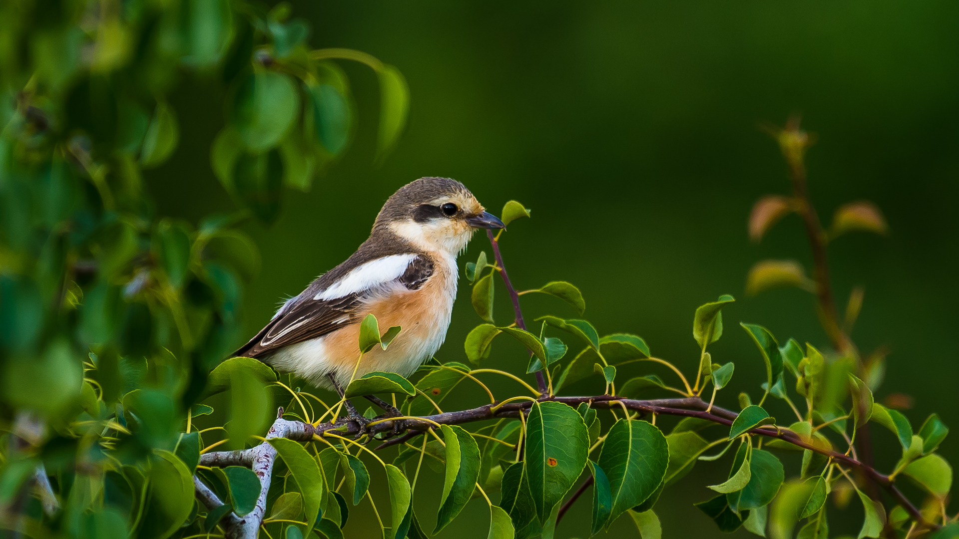 Maskeli örümcekkuşu