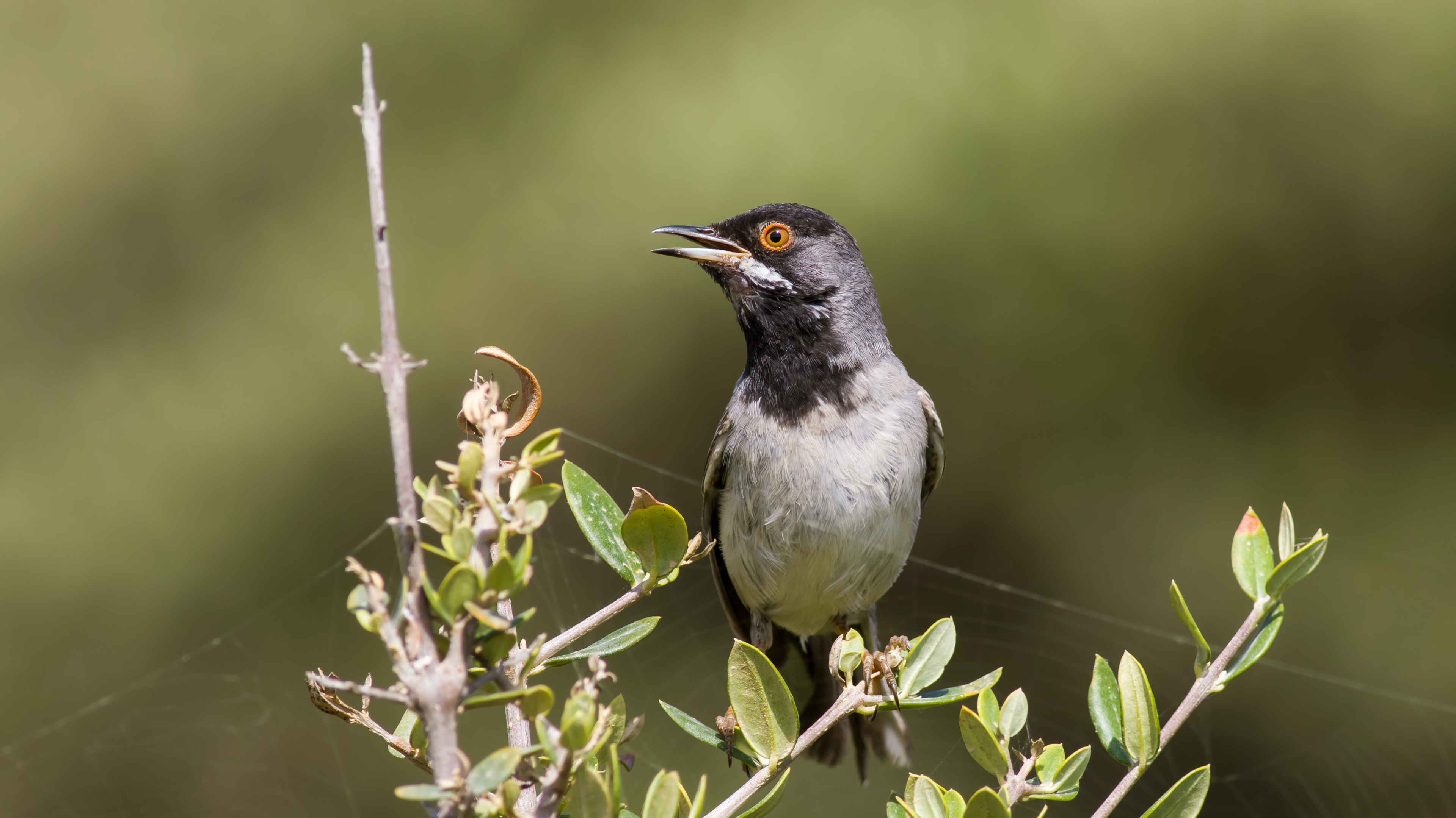 Karaboğazlı ötleğen