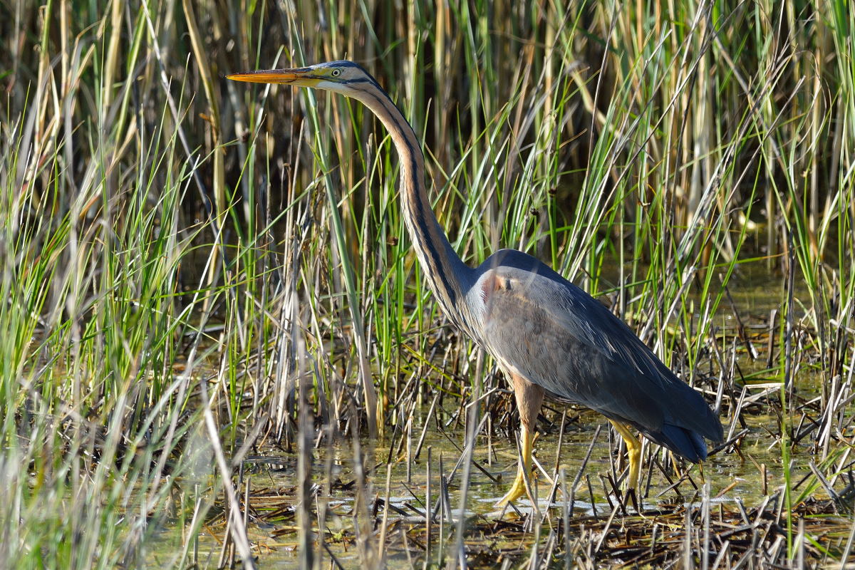 Erguvani balıkçıl