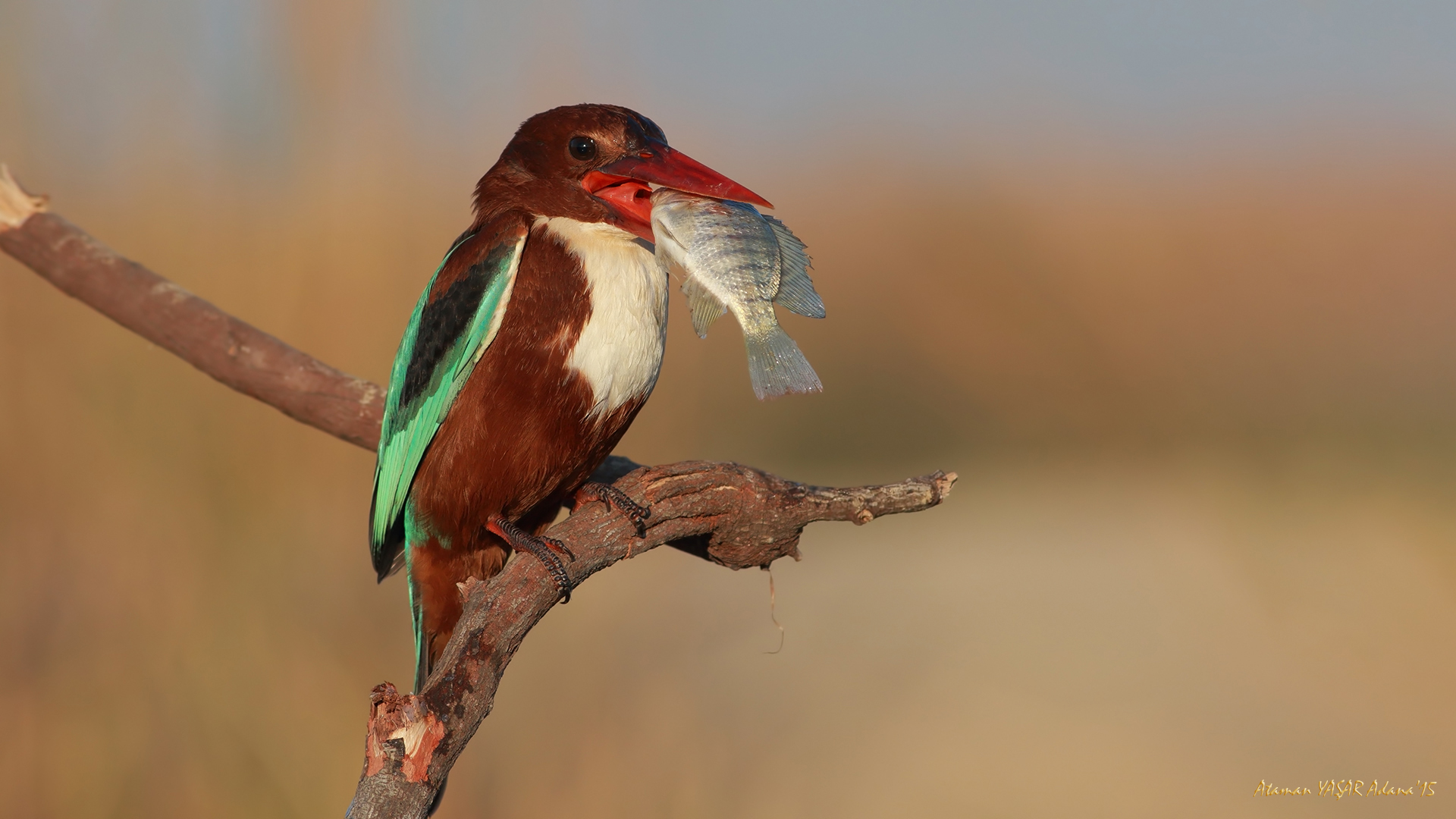 İzmir yalıçapkını