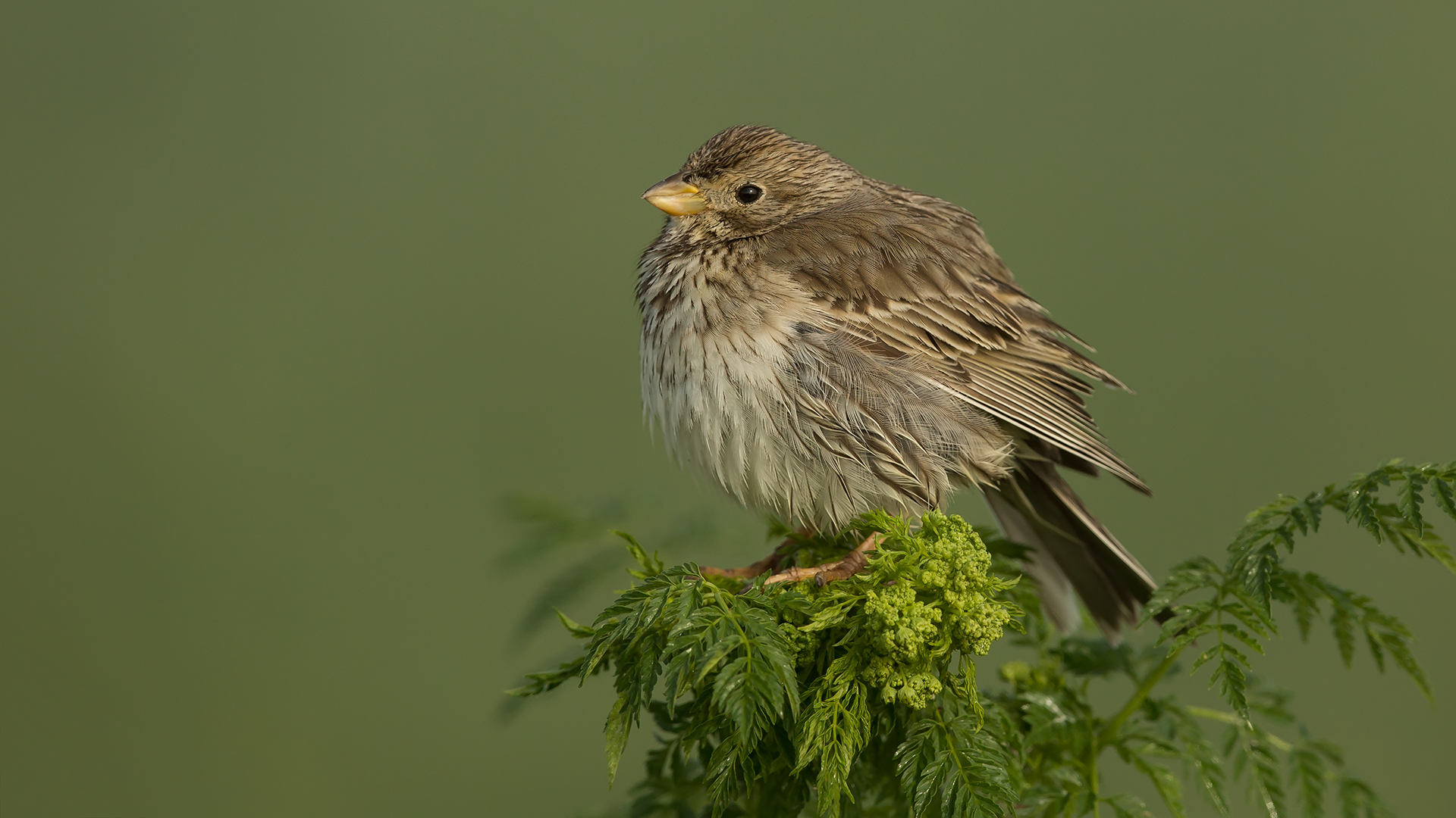 Tarla kirazkuşu » Corn Bunting » Emberiza calandra
