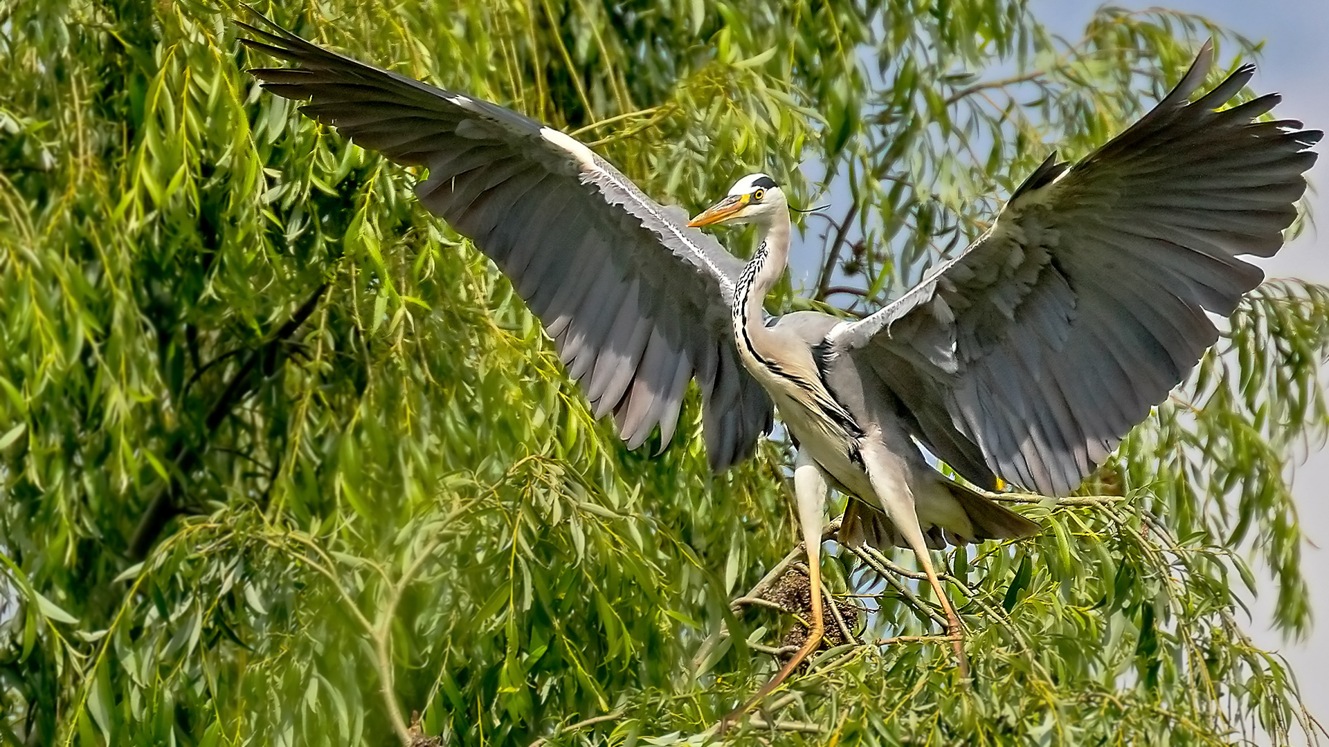 Gri balıkçıl » Grey Heron » Ardea cinerea
