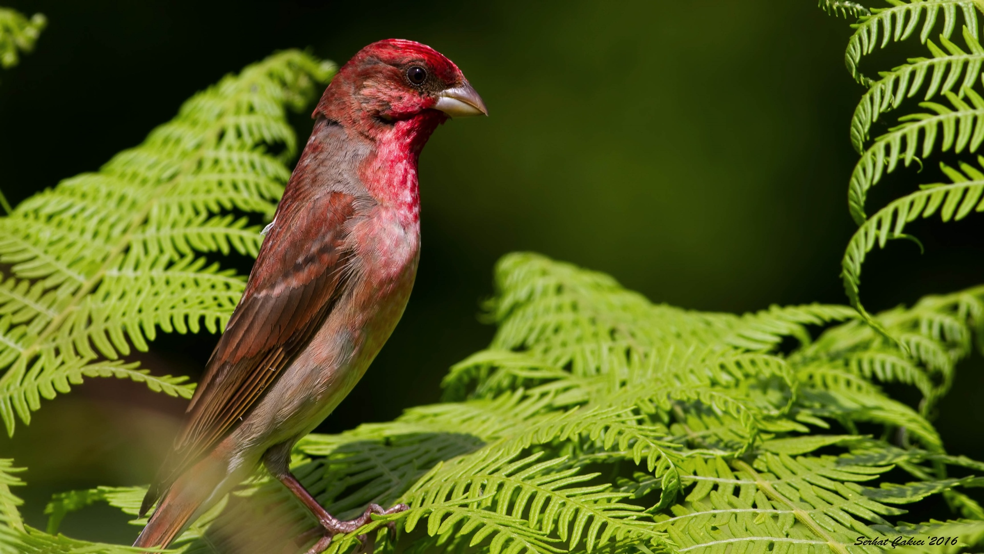 Çütre » Common Rosefinch » Carpodacus erythrinus