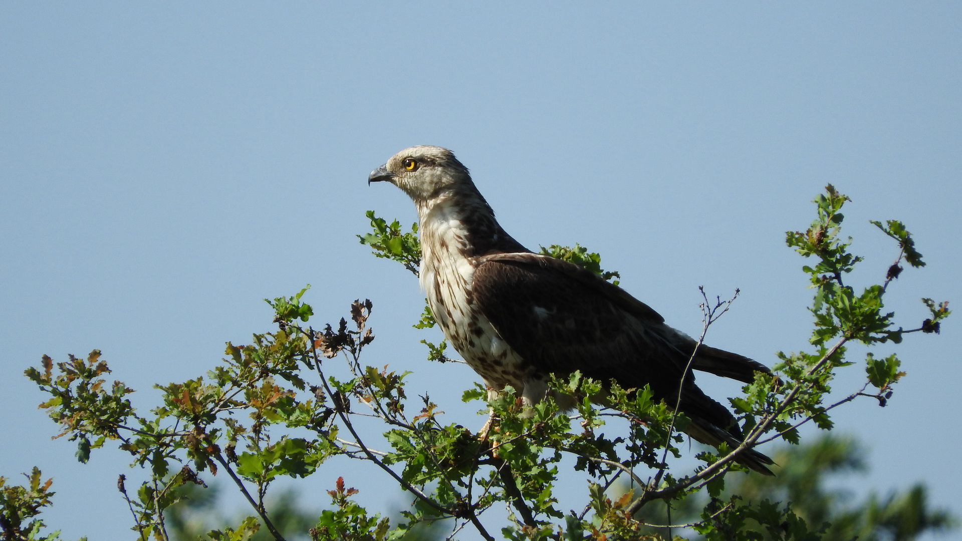 Arı şahini » European Honey Buzzard » Pernis apivorus