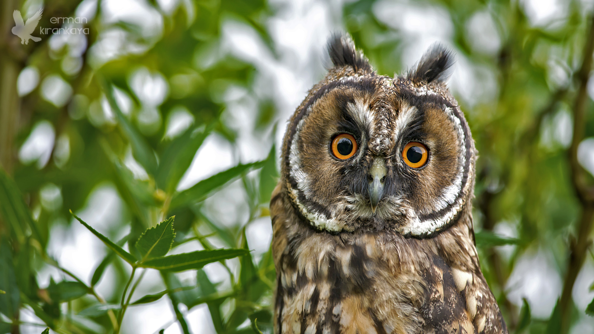 Kulaklı orman baykuşu » Long-eared Owl » Asio otus