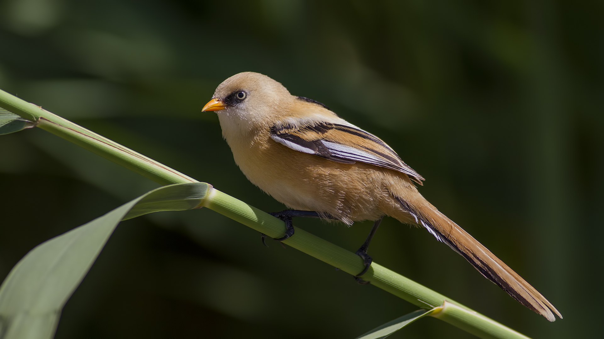 Bıyıklı baştankara