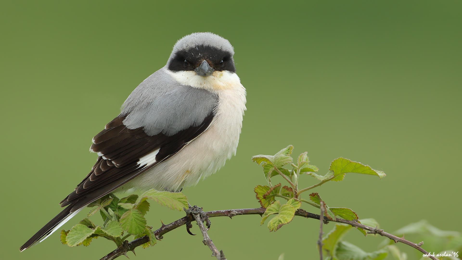 Karaalınlı örümcekkuşu