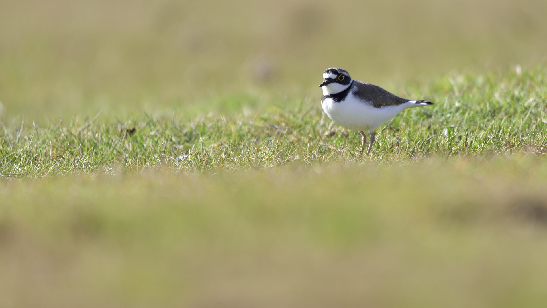 Halkalı küçük cılıbıt