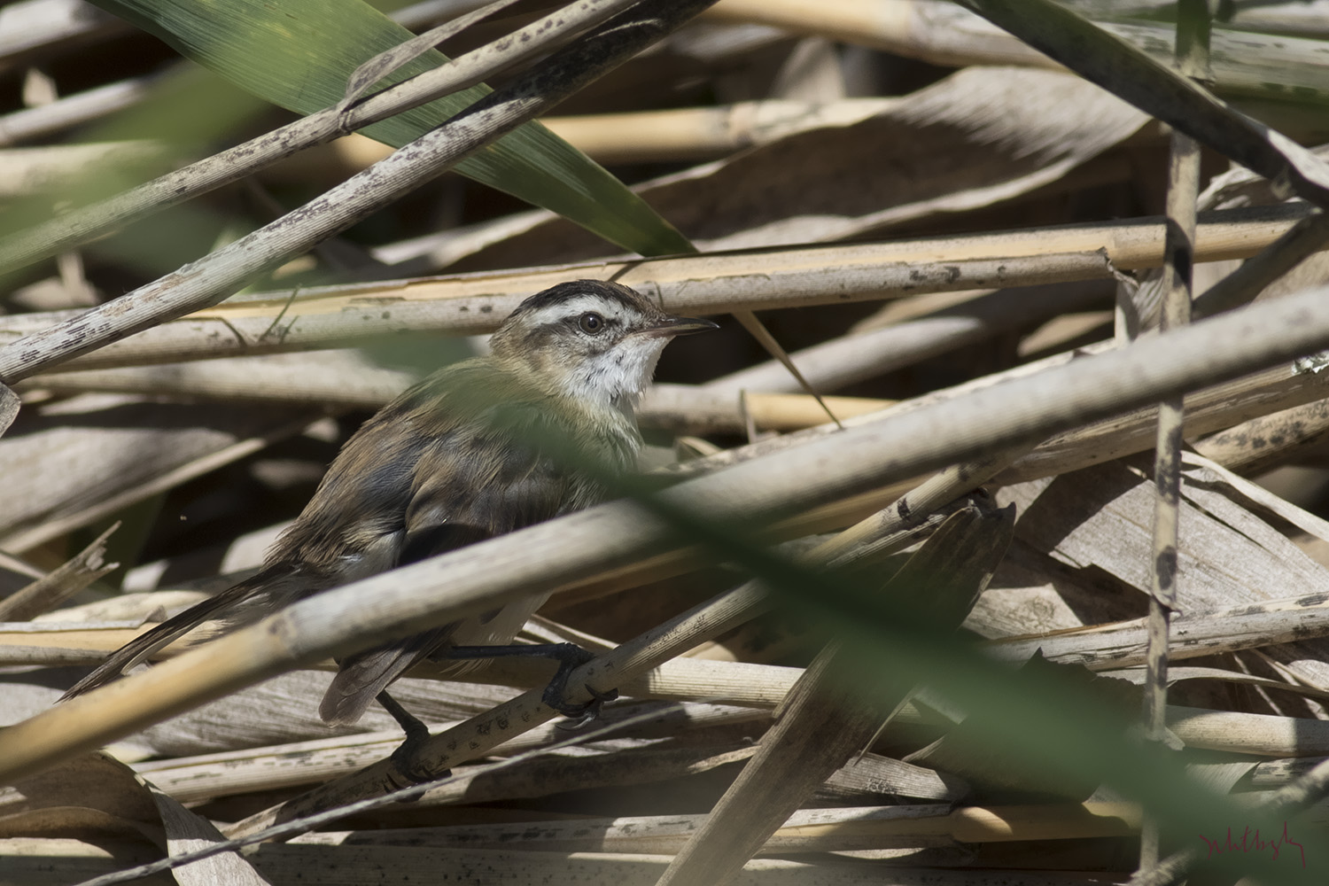 Bıyıklı kamışçın