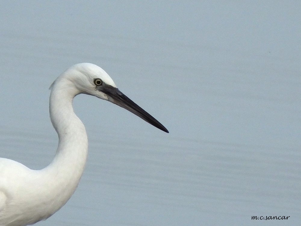 Küçük ak balıkçıl