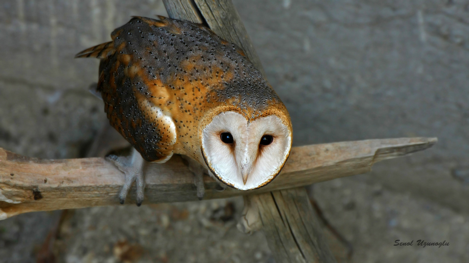 Peçeli baykuş » Western Barn Owl » Tyto alba