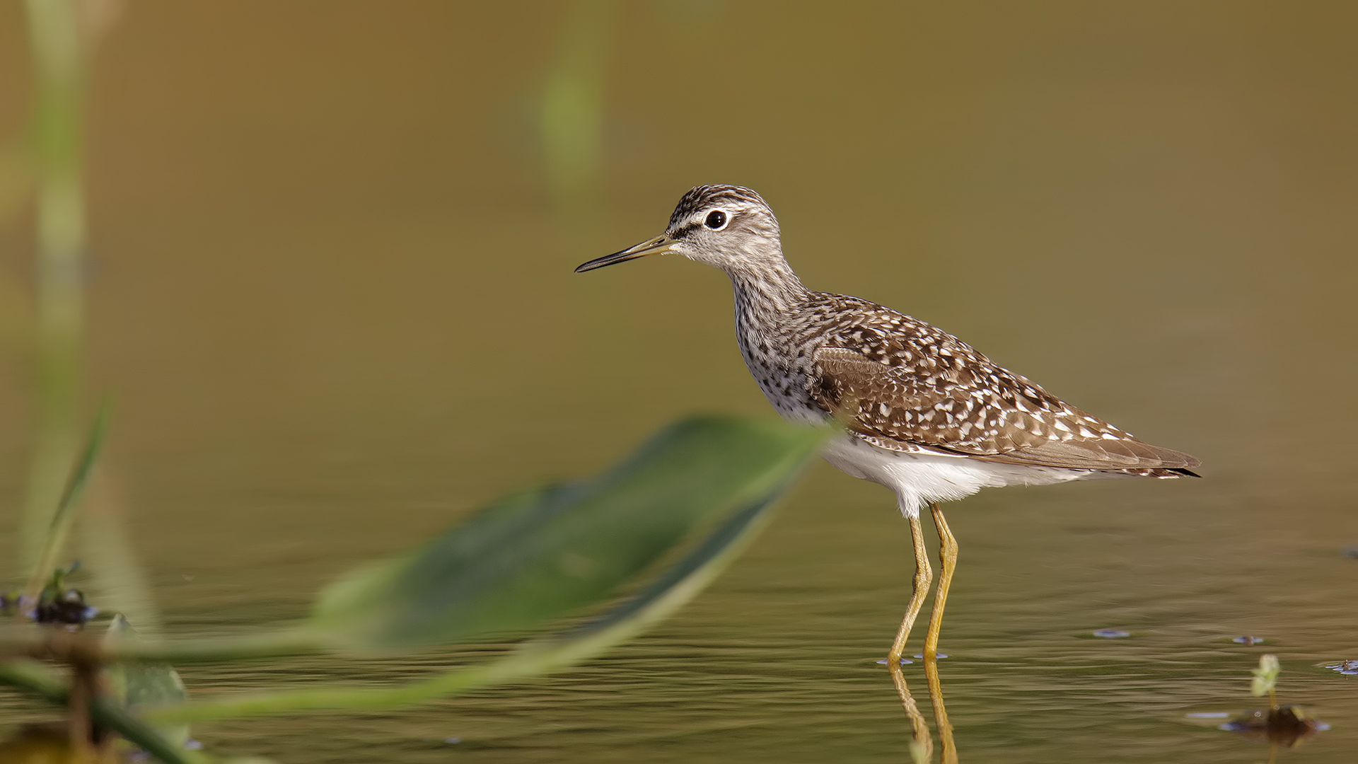 Orman düdükçünü