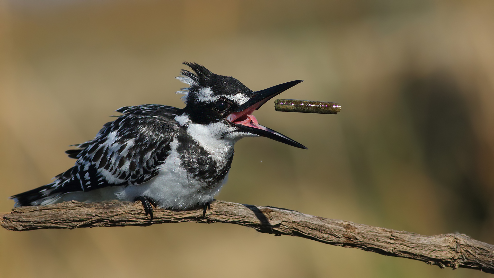 Alaca yalıçapkını