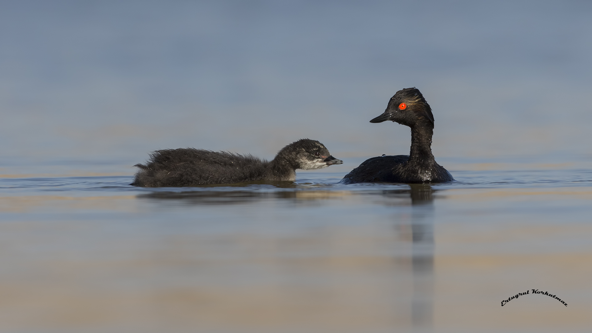Karaboyunlu batağan