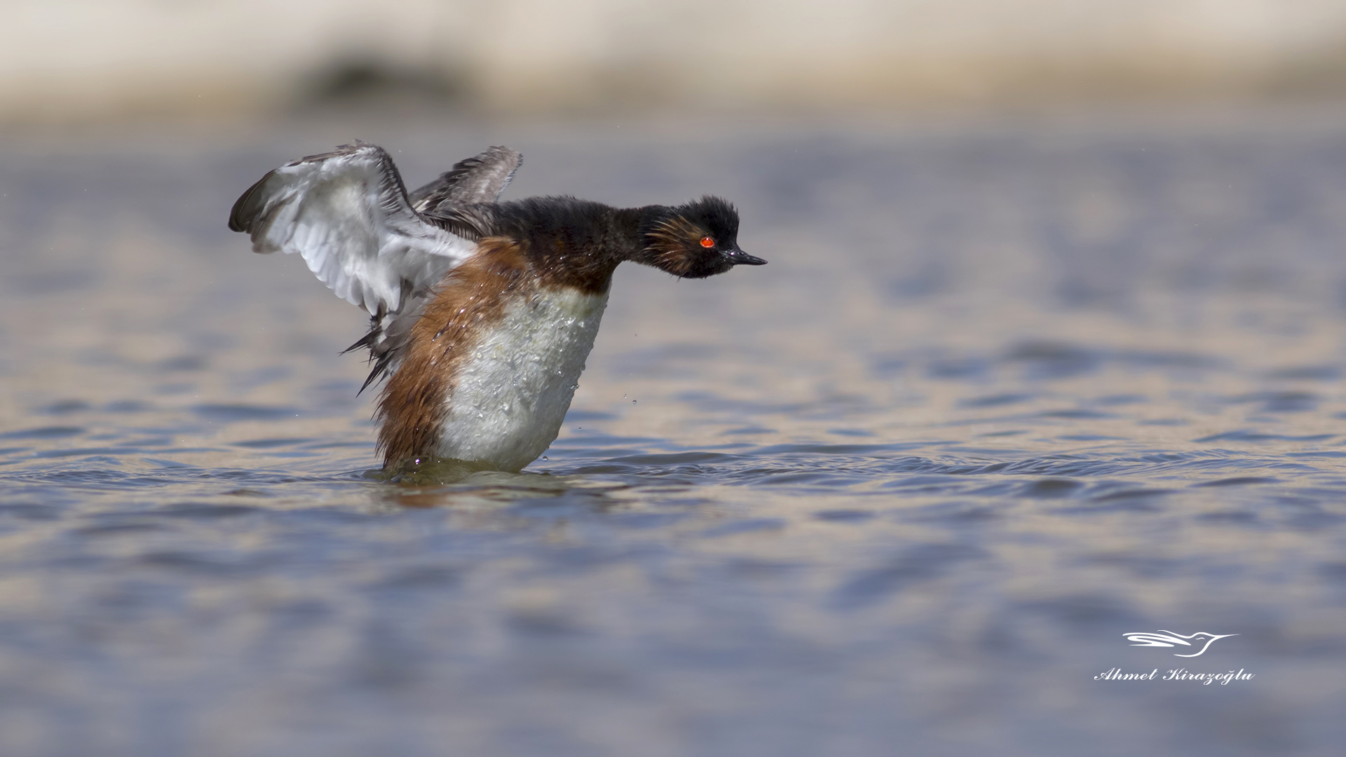 Karaboyunlu batağan