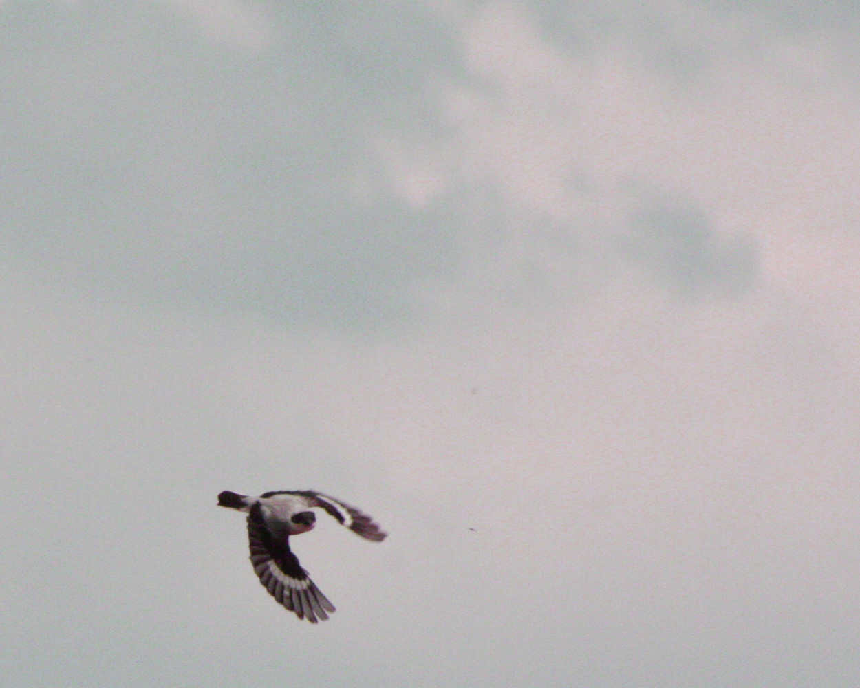 Karaalınlı örümcekkuşu