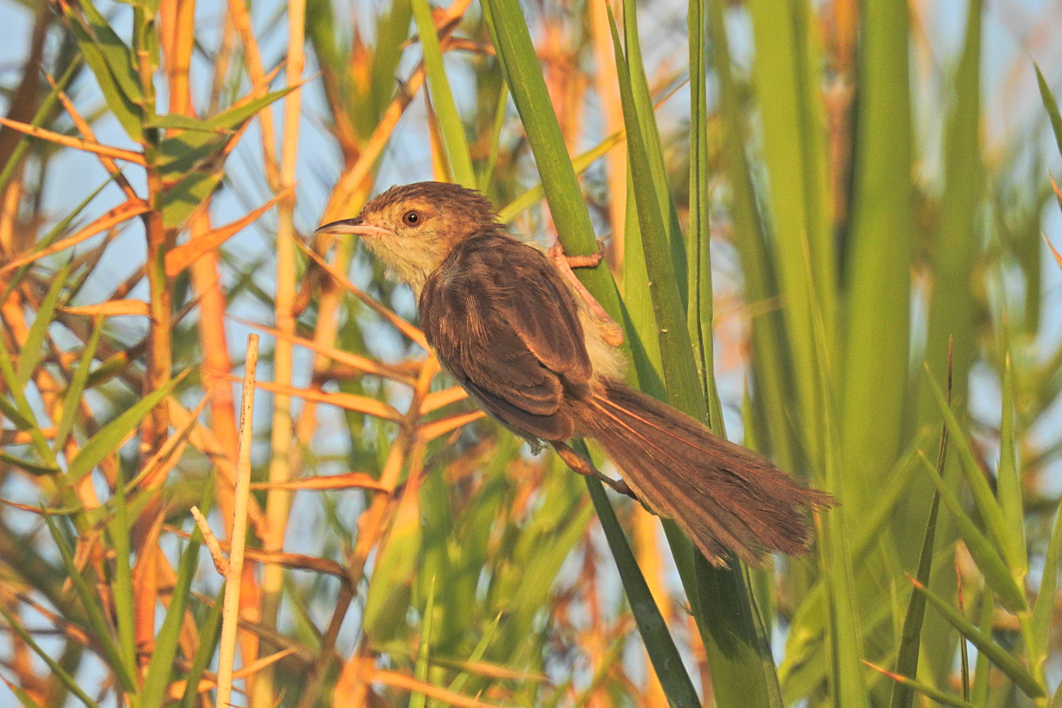 Dikkuyruklu ötleğen