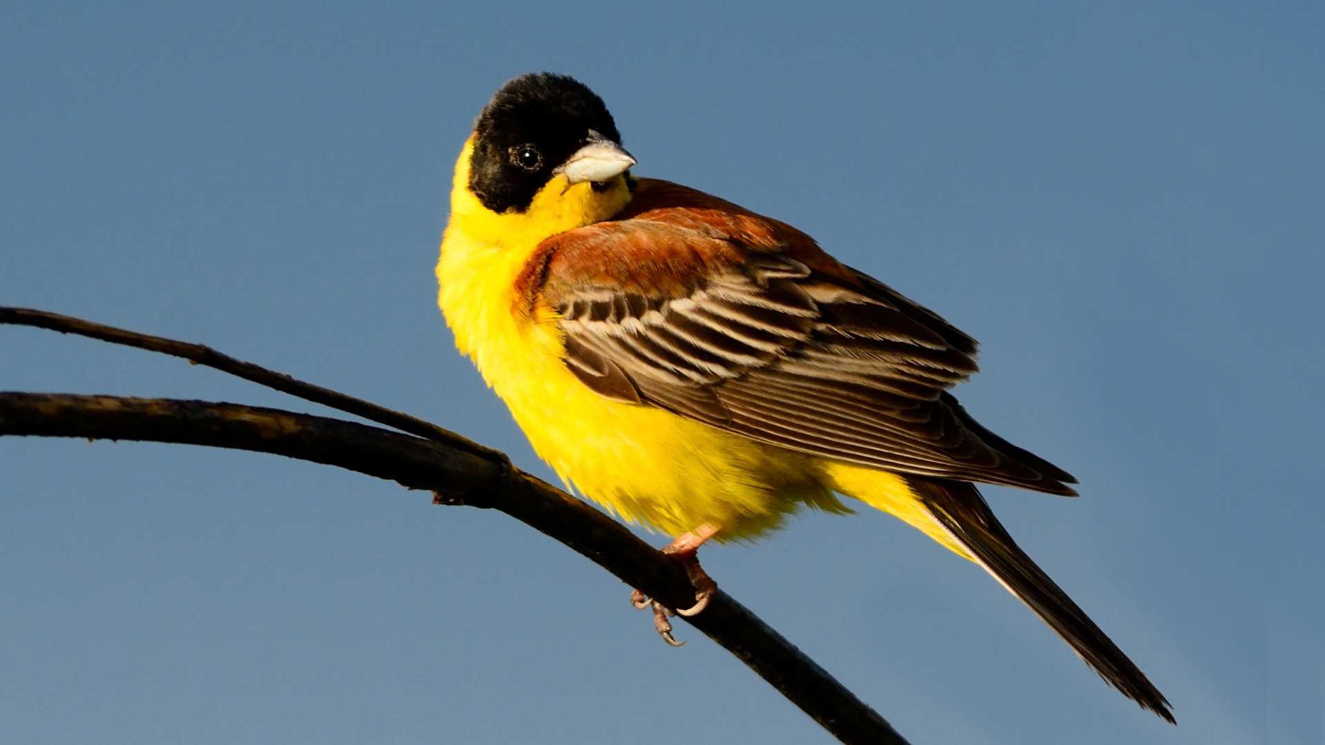 Karabaşlı kirazkuşu