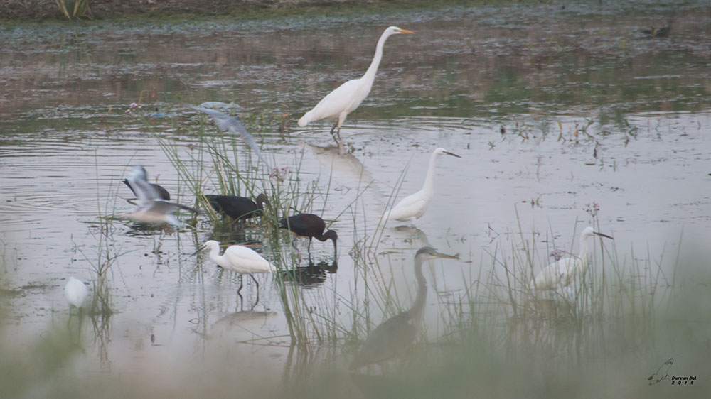 Küçük ak balıkçıl