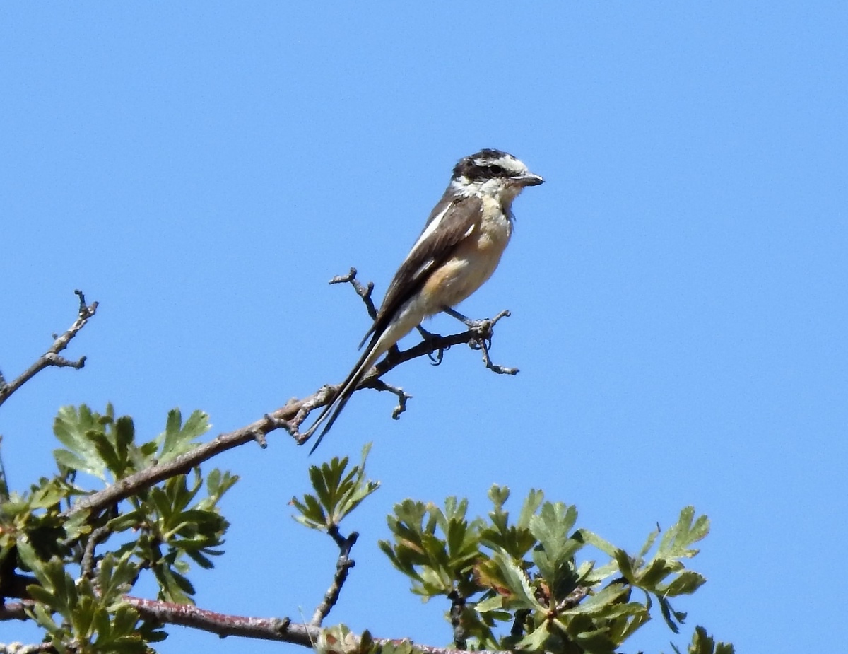 Maskeli örümcekkuşu