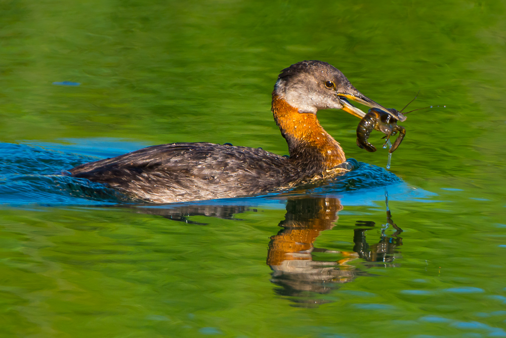 Kızılboyunlu batağan