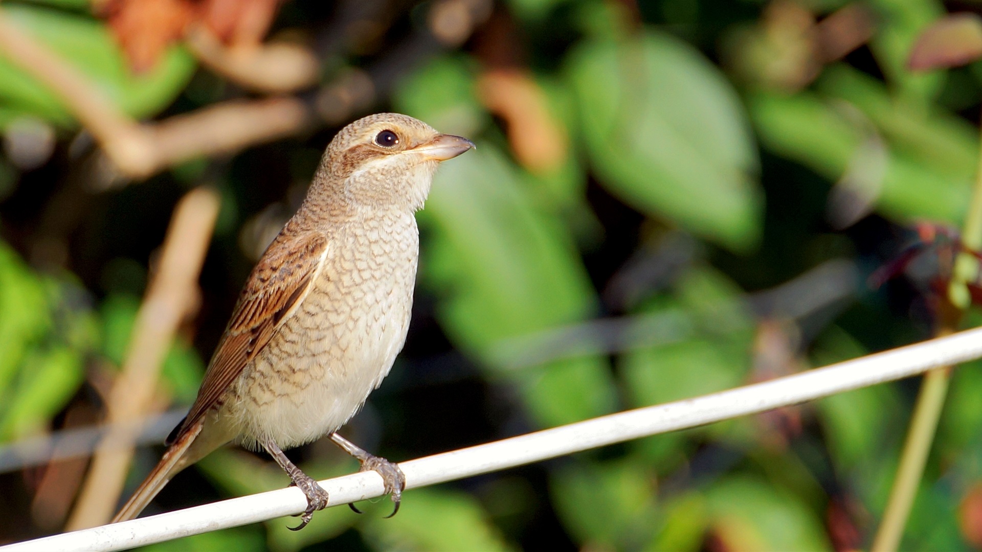 Kızılsırtlı örümcekkuşu