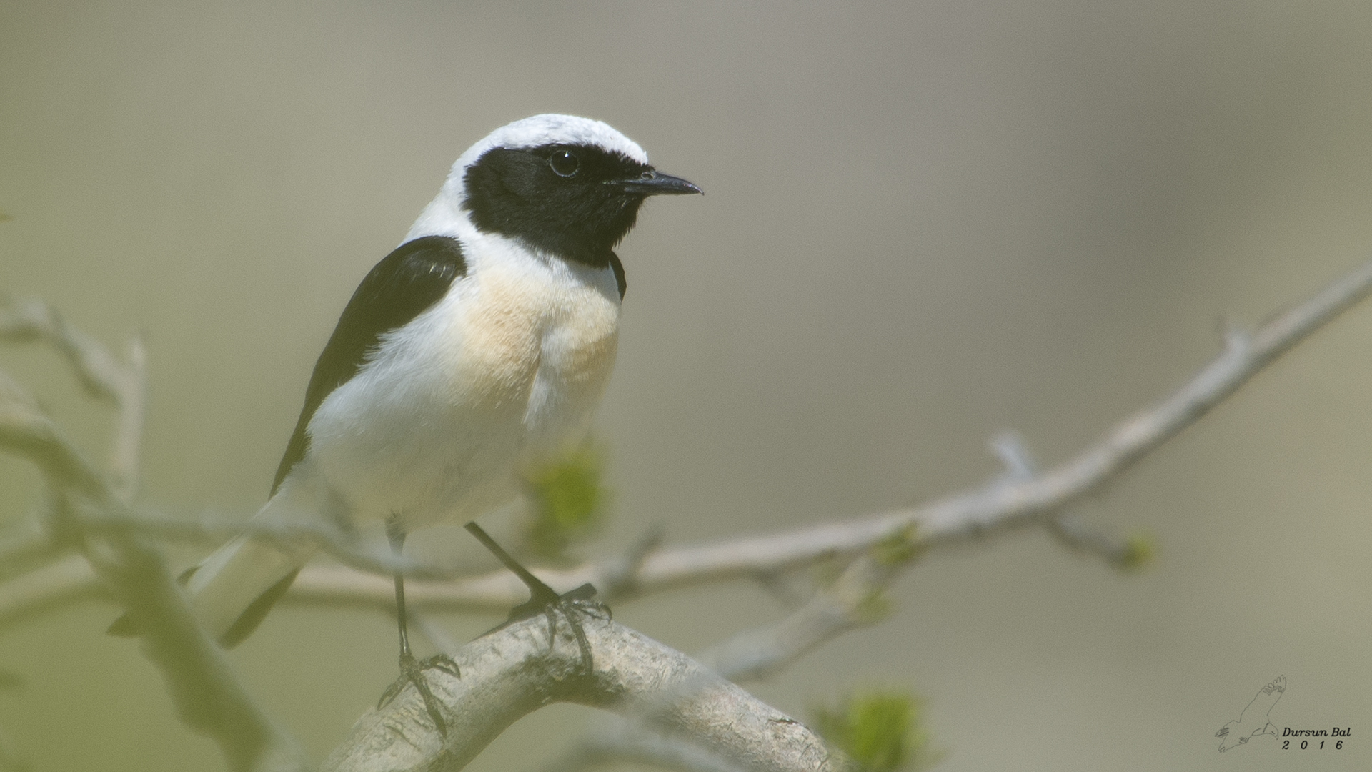 Karakulaklı kuyrukkakan