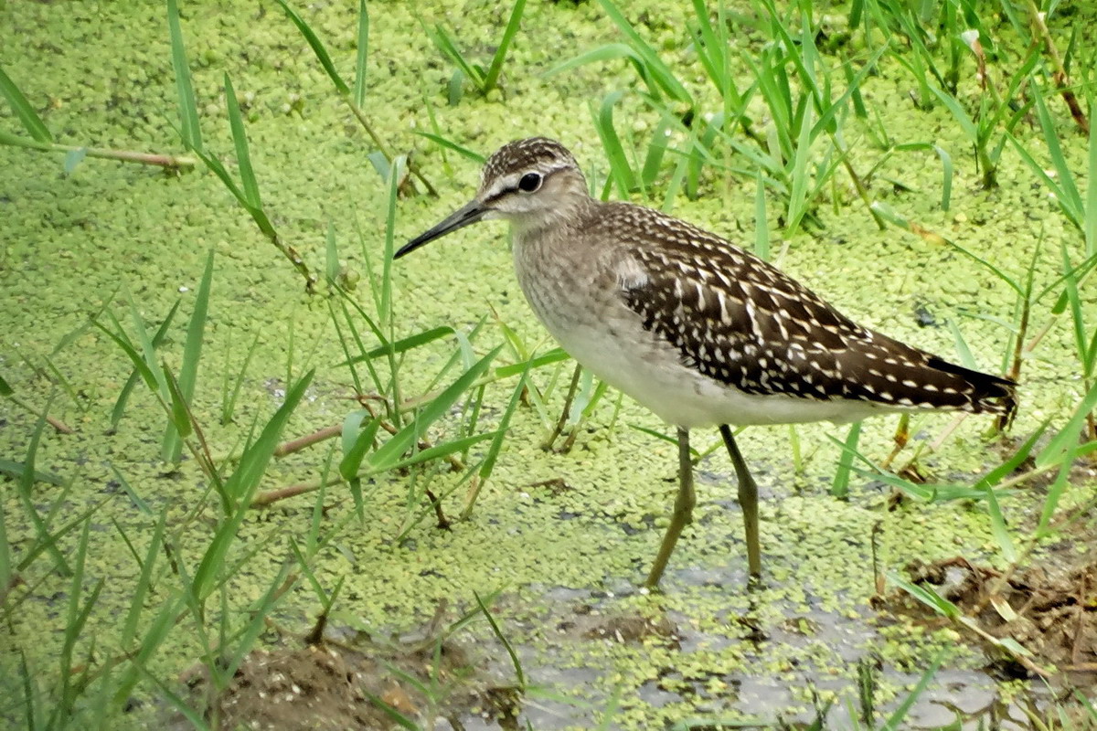 Orman düdükçünü