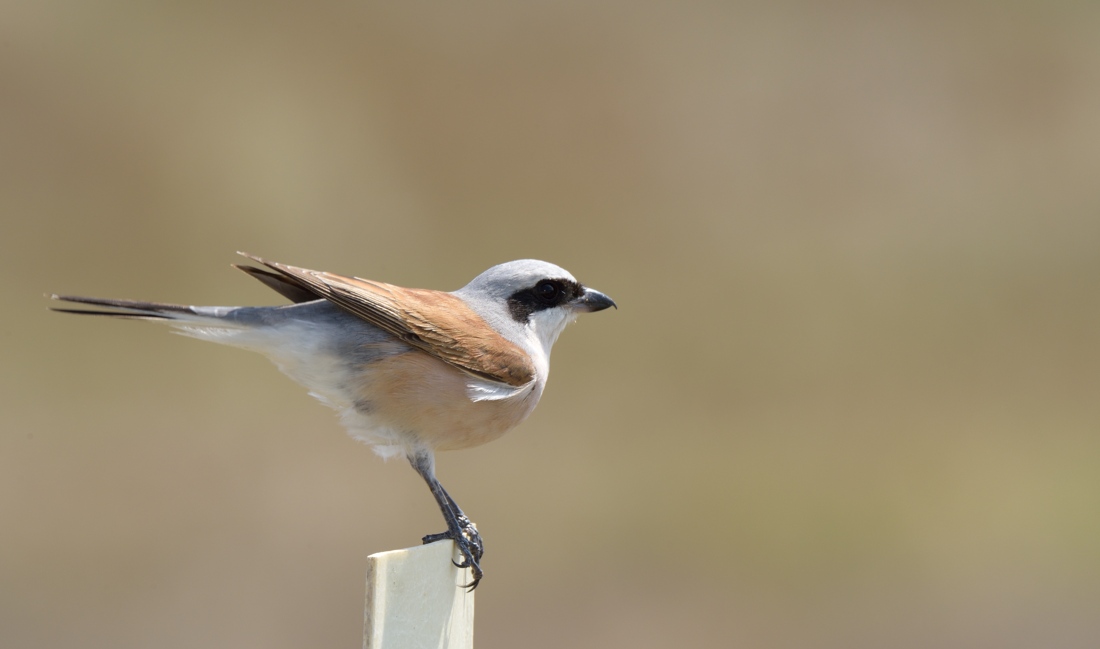 Kızılsırtlı örümcekkuşu
