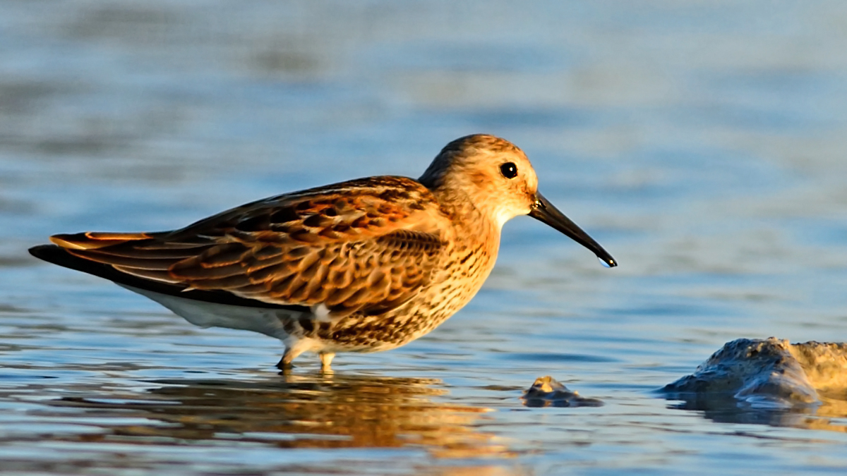 Karakarınlı kumkuşu