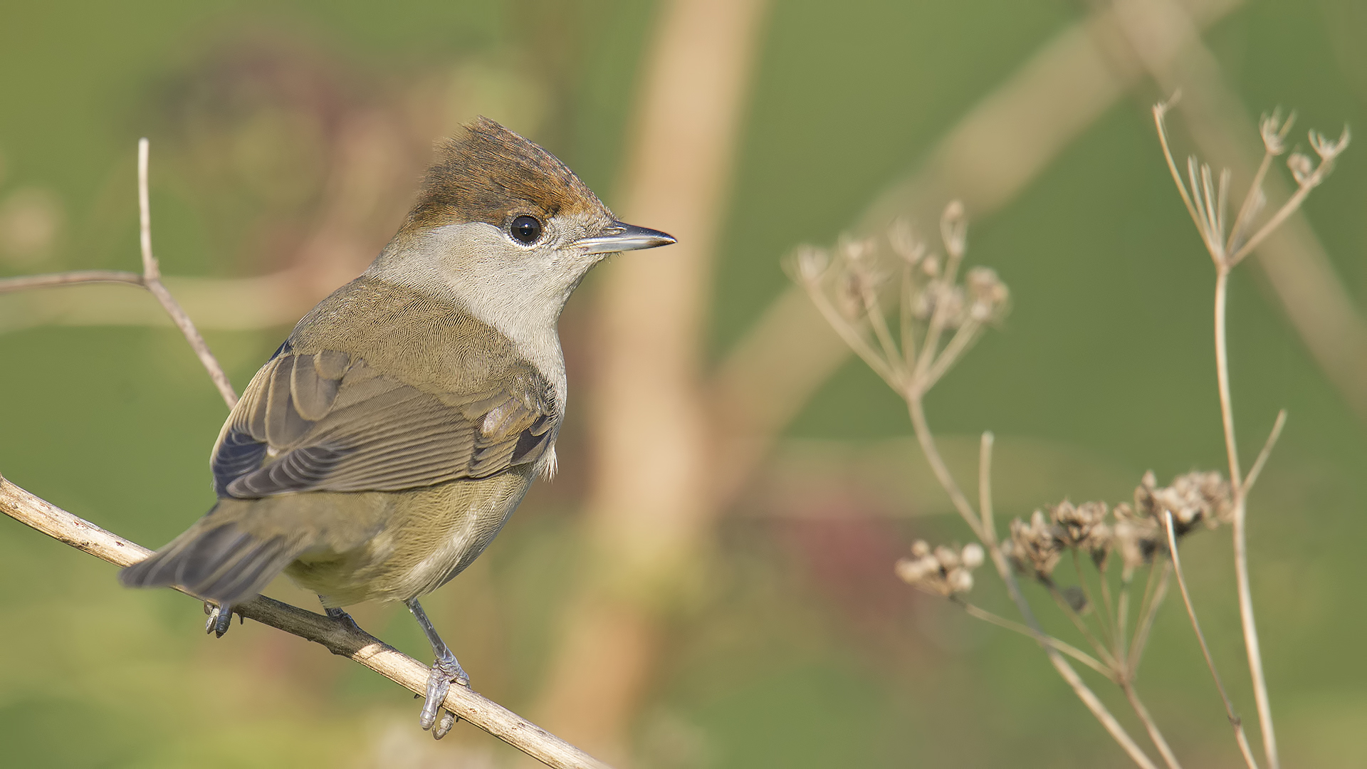 Karabaşlı ötleğen