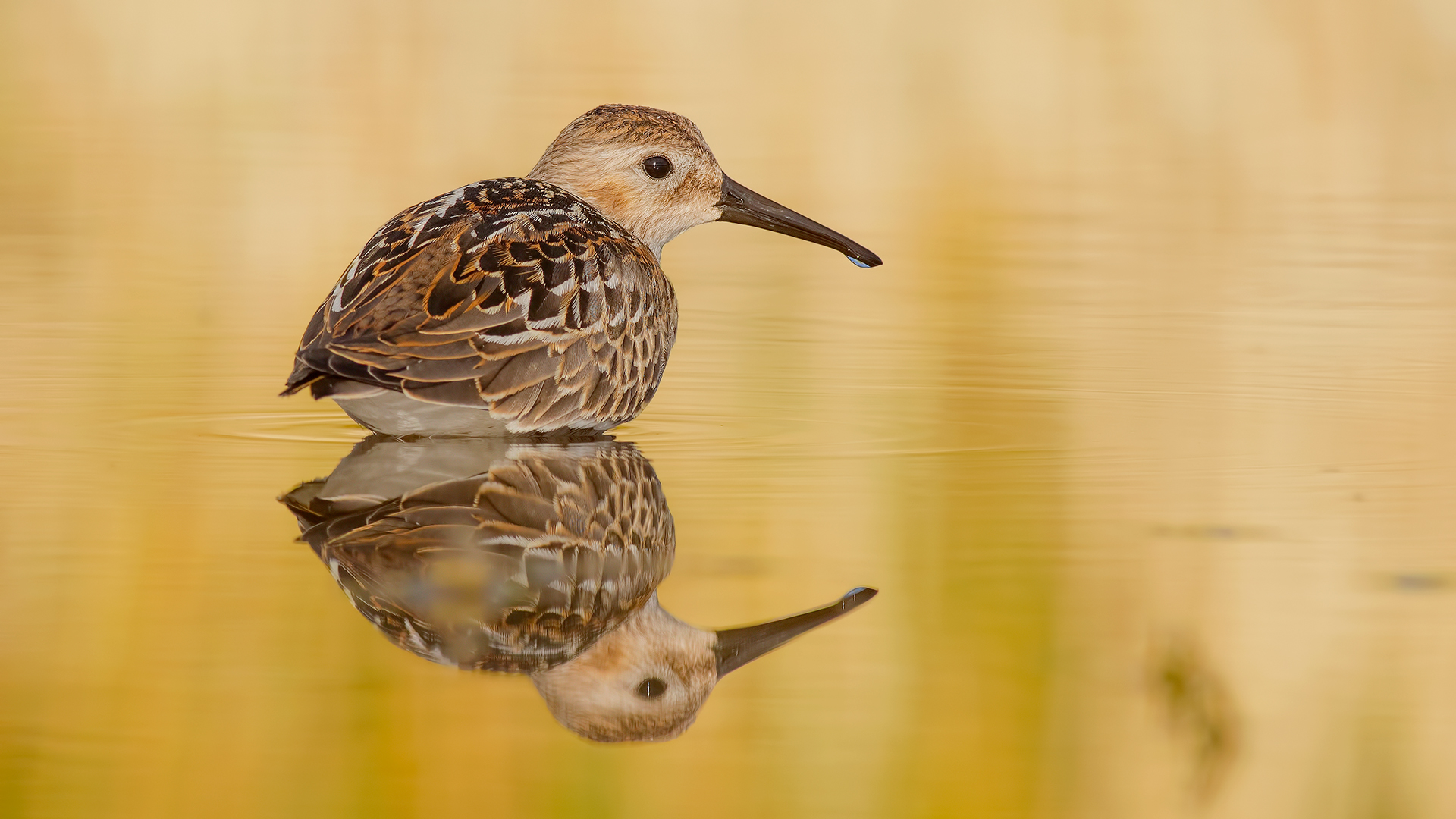 Karakarınlı kumkuşu