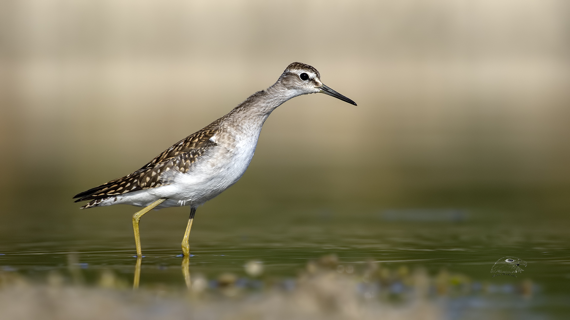 Orman düdükçünü