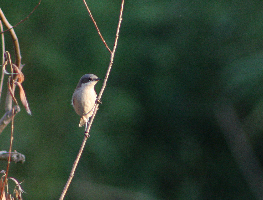 Küçük akgerdanlı ötleğen